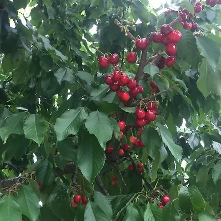 Casa Edera * Montelparo