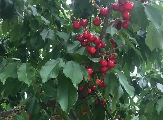 Casa Edera * Montelparo